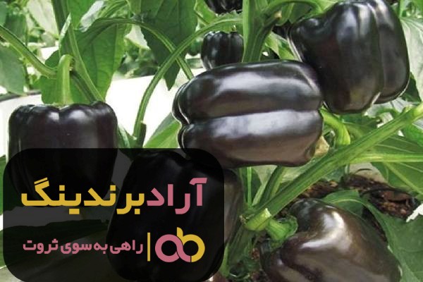خرید فلفل دلمه ای آبی شیرین تهران