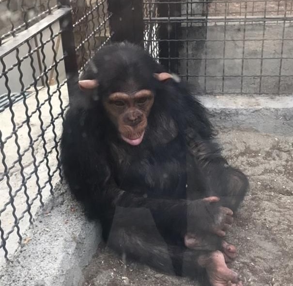 جنجال بر سر سرنوشت شامپانزه ۳ ساله باغ وحش ارم/ چه کسی مخالف رفتن باران به یتیم خانه است؟