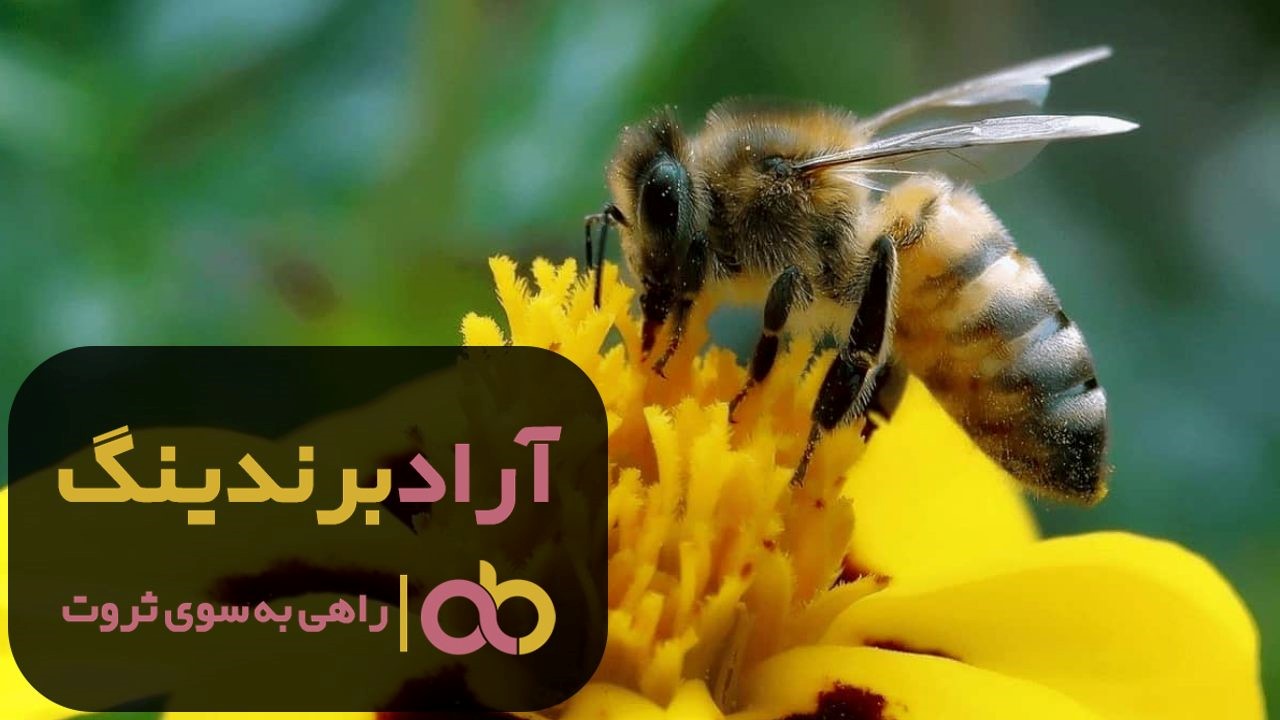 فروش زنبور عسل ملکه ریز اصفهان