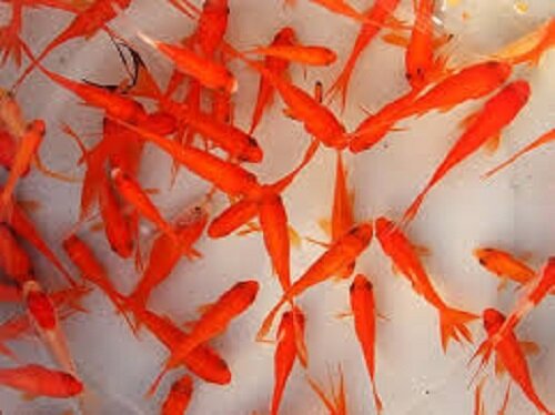 اما و اگرهای خرید «ماهی قرمز» برای سفره هفت سین/ ماهی قرمز حامل ویروس و باکتری است؟