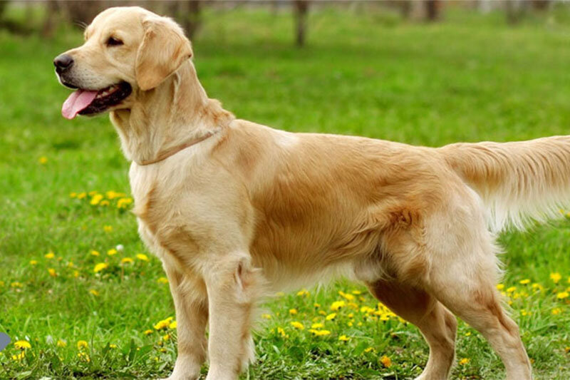 ببینید | لحظه شیرین تلاش جانانه یک سگ برای نجات توله‌هایش از زیر آوار زلزله ترکیه