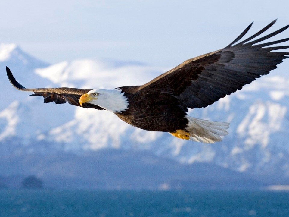 ببینید | تصاویری حیرت‌انگیز از قلب آسمان روی شانه‌های یک عقاب!