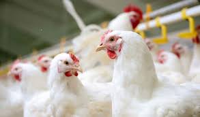 کشف بیش ۷ تن مرغ زنده قاچاق در دره شهر