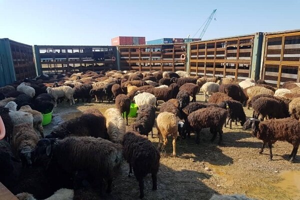 خروج دام زنده بدون مجوز سازمان دامپزشکی، قاچاق است