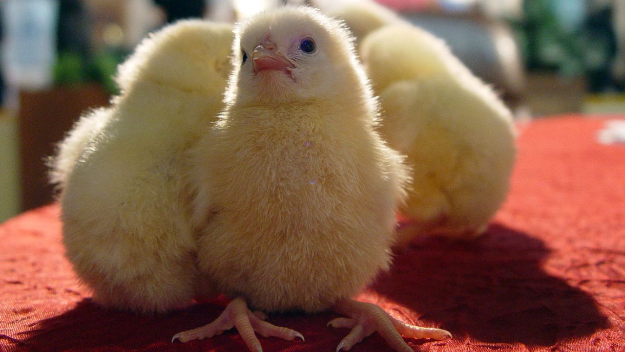 آیا زنده به گور کردن جوجه‌های یک روزه عامل کمبود مرغ در بازار است؟