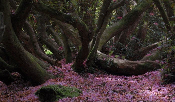 اسرار گمشده باغ گیاه شناسی انگلیس + تصاویر