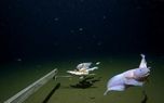 ببینید| «عمیق‌ترین تصویر» ثبت شده از زیر دریا